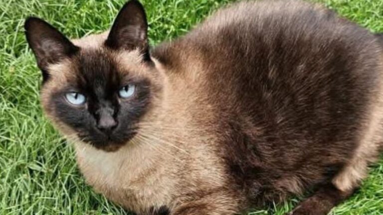 «Poki» se perdió en Reyes