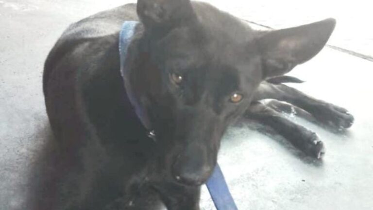 Un perro abandonado en estación de servicio necesita amor