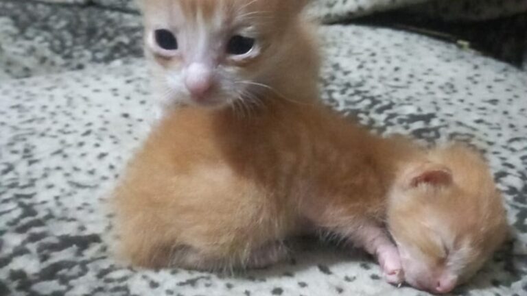 Urgente! Dos gatitos necesitan una mamá nodriza