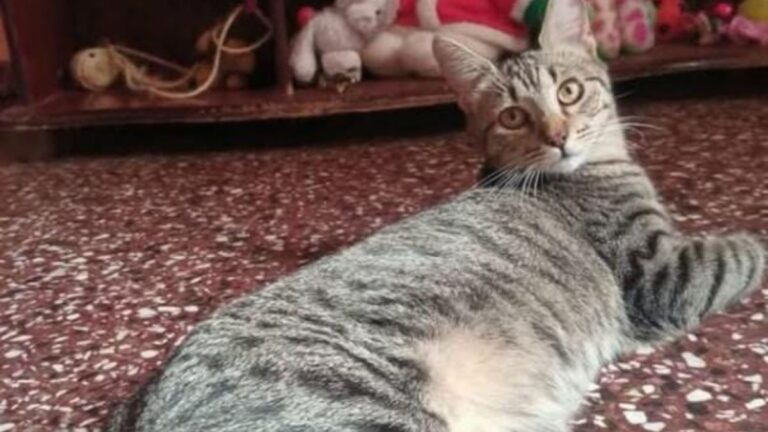 «Franchesca» se perdió en barrio San Pedrito