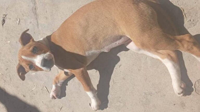 Barrio Alto Comedero: Urgente! «Nala» aún no aparece