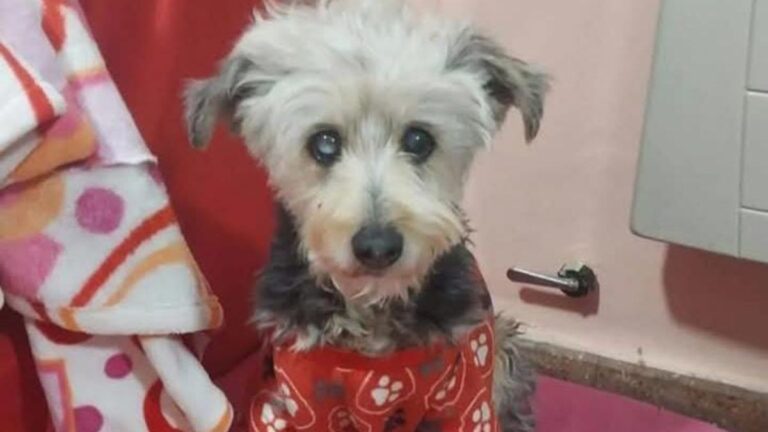 Barrio Los Perales: «Luli» es buscada intensamente