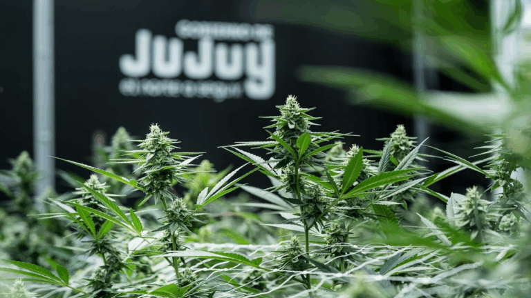 Cannava, sin información pública ni rendición de cuentas