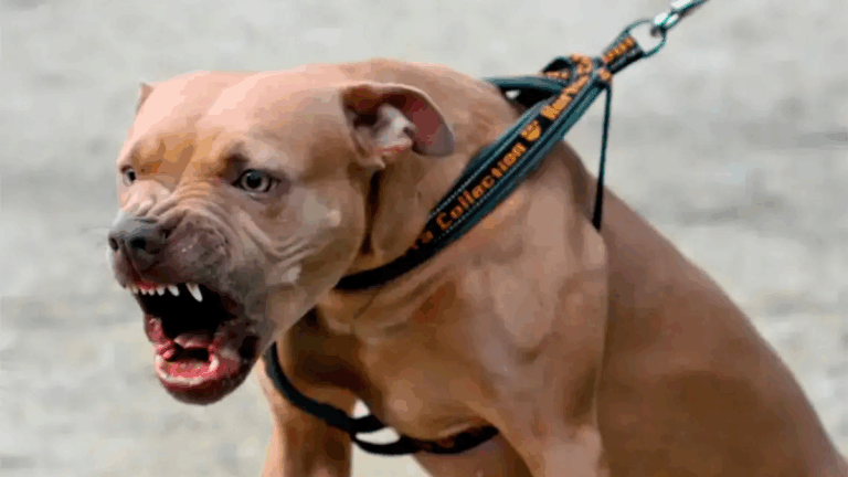 Un hombre sufrió graves heridas tras el ataque de un perro pitbull