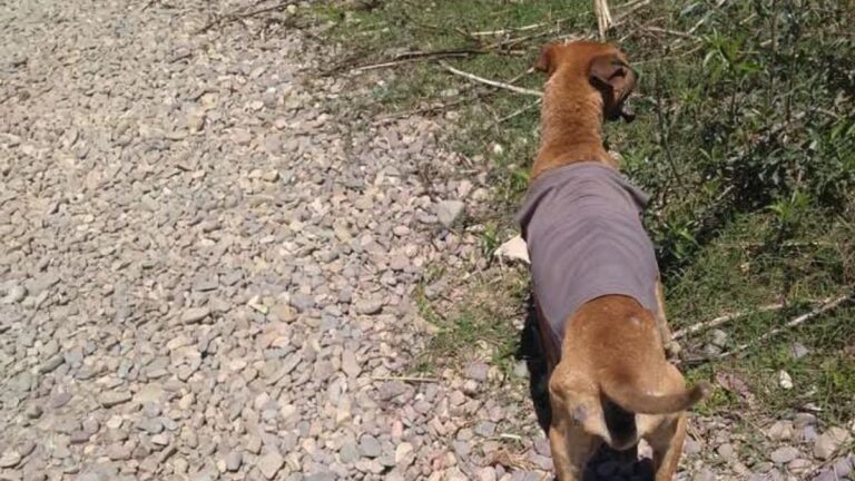 Un perro ciego deambula en el parque Belgrano