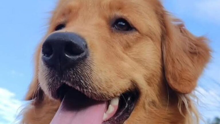 Barrio Los Huaicos: «Filipa» es buscada intensamente