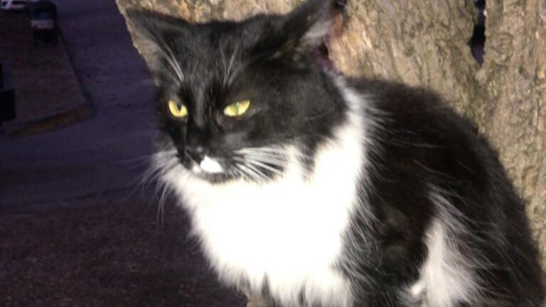 Buscan a «Mimi», una gatita perdida en el barrio Bajo La Viña