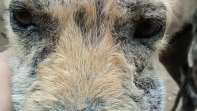 Palpalá: piden ayuda para un perro que lucha por su vida