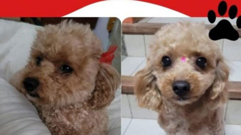 «Zaira» se extravió en barrio San Pedrito