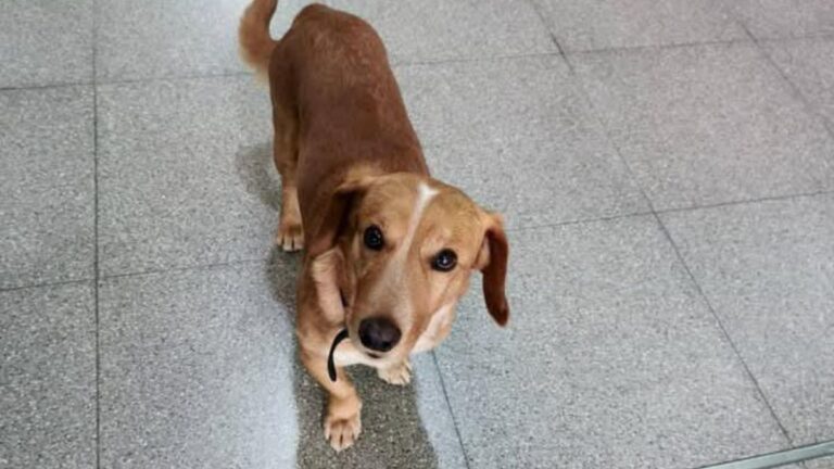 Buscan a los dueños de un perro que deambula en la nueva terminal