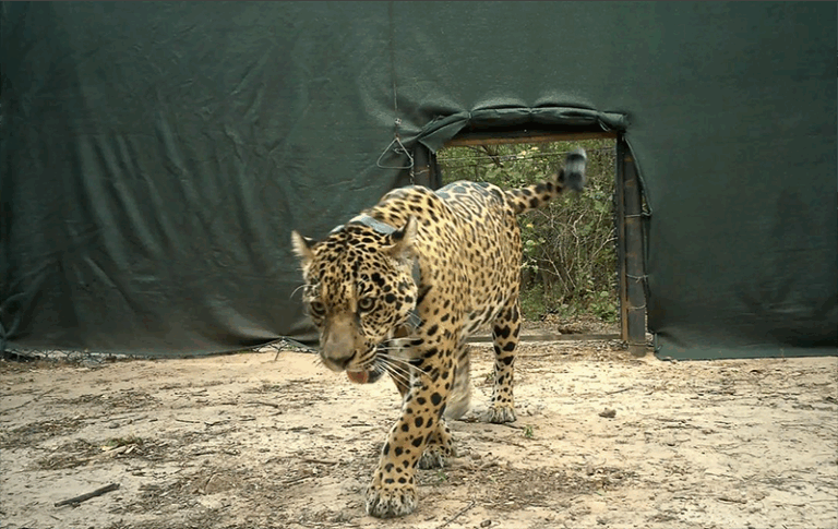 Posible asesinato de un yaguareté en El Impenetrable: investigan el caso y la Justicia Federal ya interviene