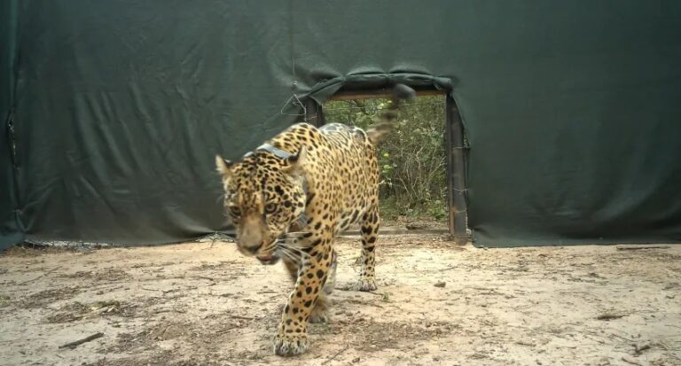 Parques Nacionales lamentó la pérdida de Acaí