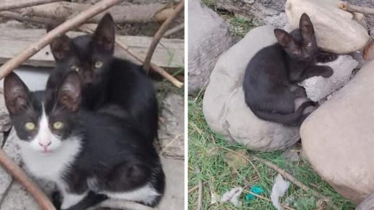 Tiernos felinos necesitan familias