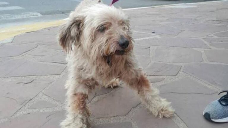 Barrio Norte: buscan a la familia de un perro
