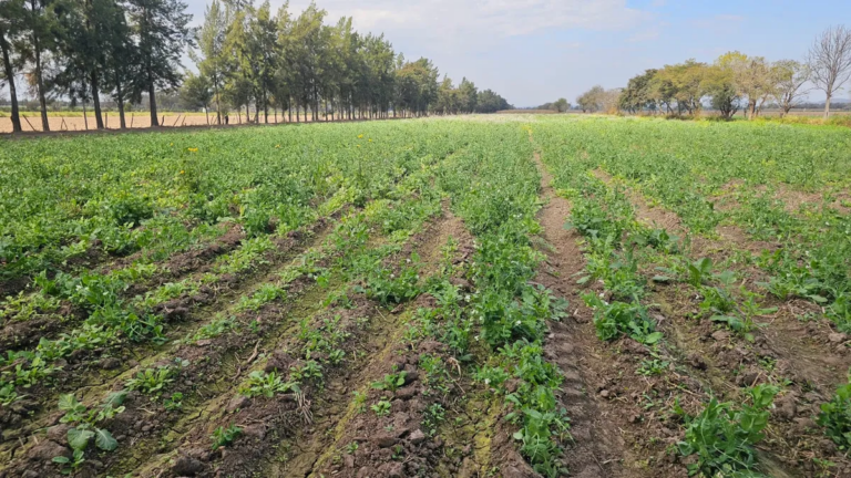 Productores frutihortícolas en un momento complicado