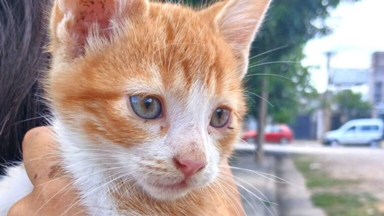 Buscan desesperadamente a «Caramelo», un gatito perdido en Barrio Santa Rita
