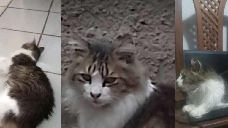 Ofrecen recompensa por «Mecha», perdida en barrio Malvinas