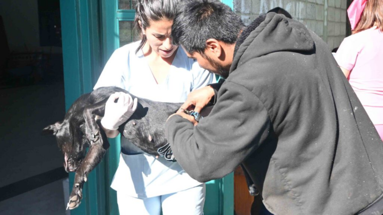 Vacunación antirrábica y castraciones por barrios capitalinos