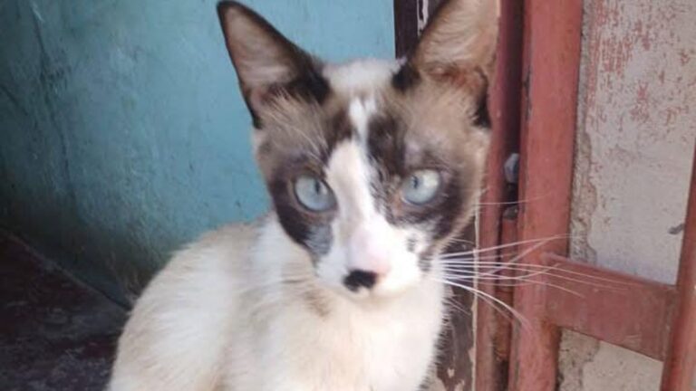 «Joaquina» necesita ayuda para ser castrada