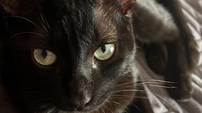 Barrio Ciudad de Nieva: buscan hogar para un gatito