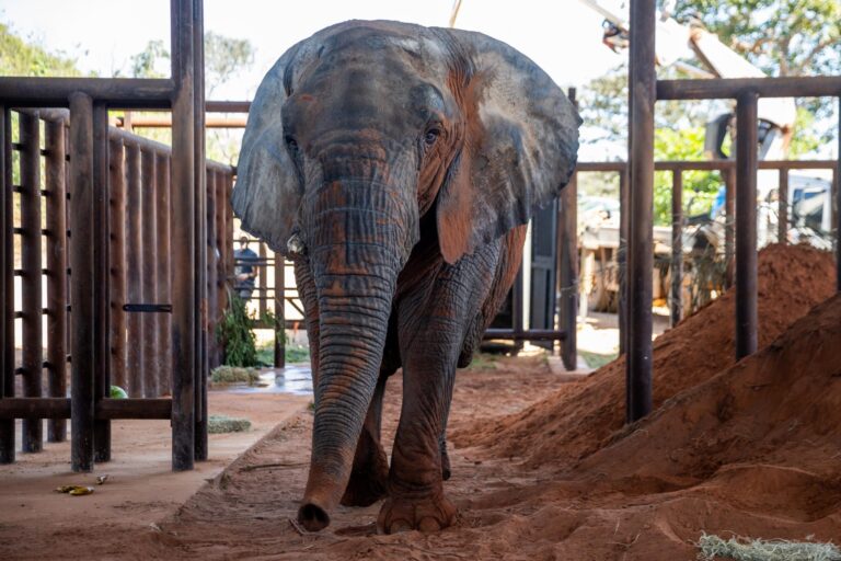 El impacto del cautiverio: revelan el informe preliminar de la muerte de Kenya, la elefanta que había llegado a Brasil desde Mendoza