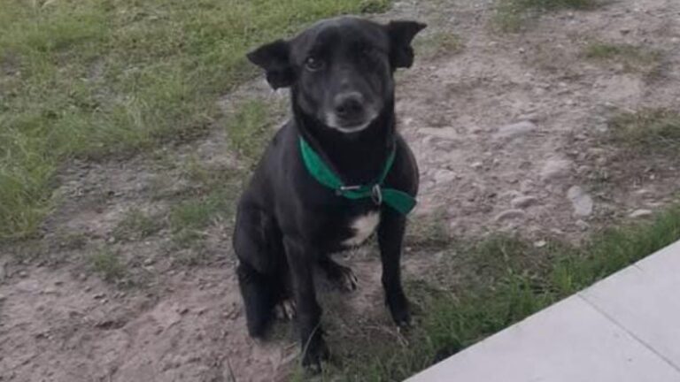 La Almona: buscan a la familia de una perra