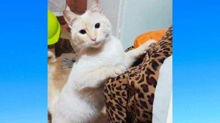 «Willy» se perdió en Avenida Forestal