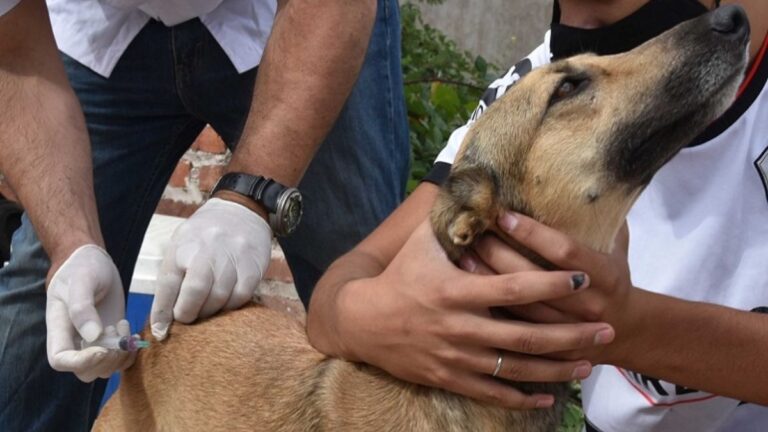 Vacunación, registro de animales y atención del quirófano móvil en capital