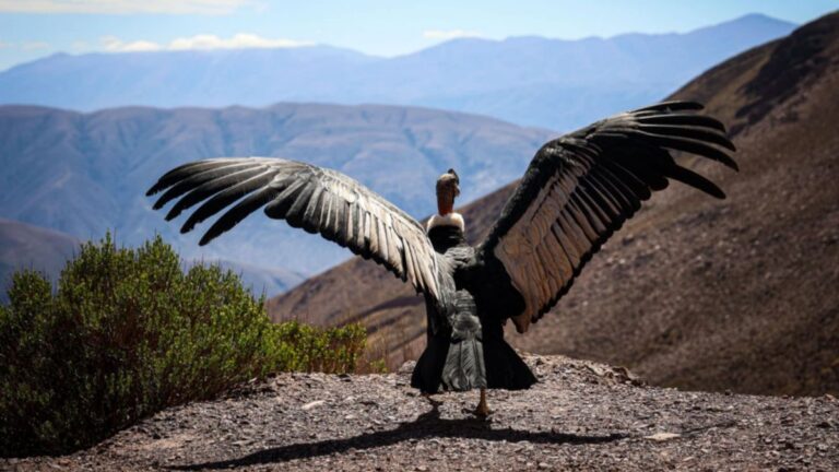 El regreso del cóndor: exitosa liberación de un ejemplar recuperado en Jujuy