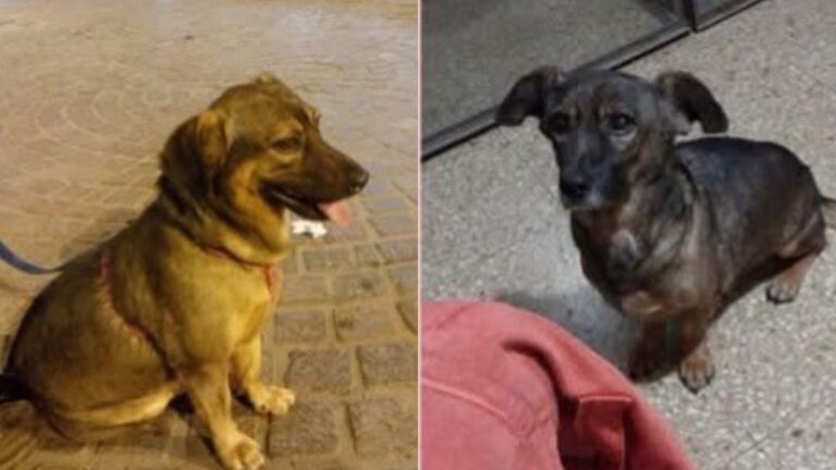 Buscan a «Manchas» en Los Alisos