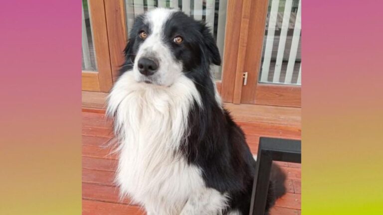 Lozano: buscan intensamente a un border collie