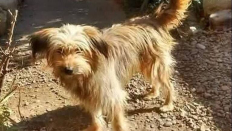 Barrio Coronel Arias: buscan a un perrito