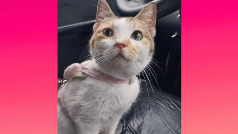 Urgente! «China», una gata asmática se perdió en barrio Alto Comedero