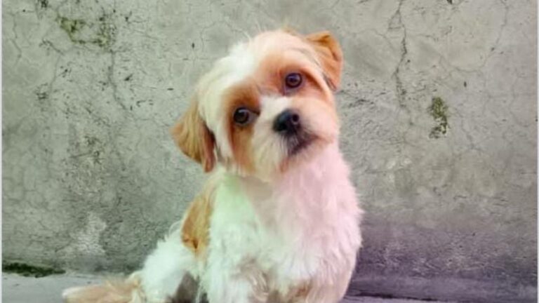 «Emilia» se perdió en barrio Alto Comedero