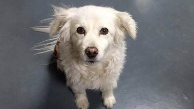 «Bruma» se perdió en barrio Los Perales