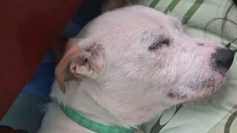 Urgente! Buscan a una perra en barrio Alto Comedero