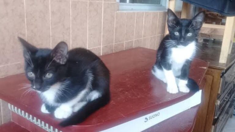 Dos hermosos gatitos necesitan un hogar responsable