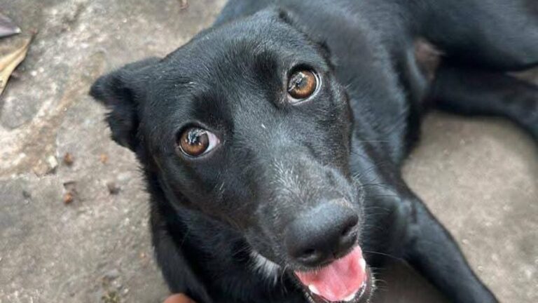 «Pachicho» busca una familia que lo ame