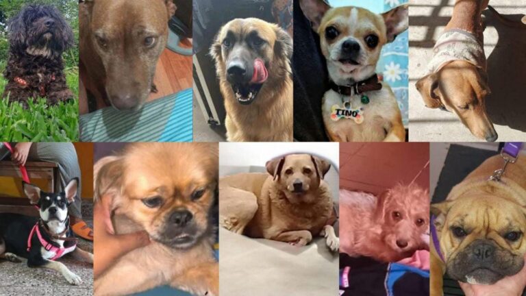 Desaparecidos: algunos perros que huyeron asustados por la pirotecnia