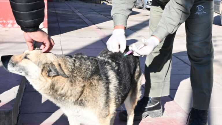 Nueva semana de vacunación antirrábica por barrios capitalinos