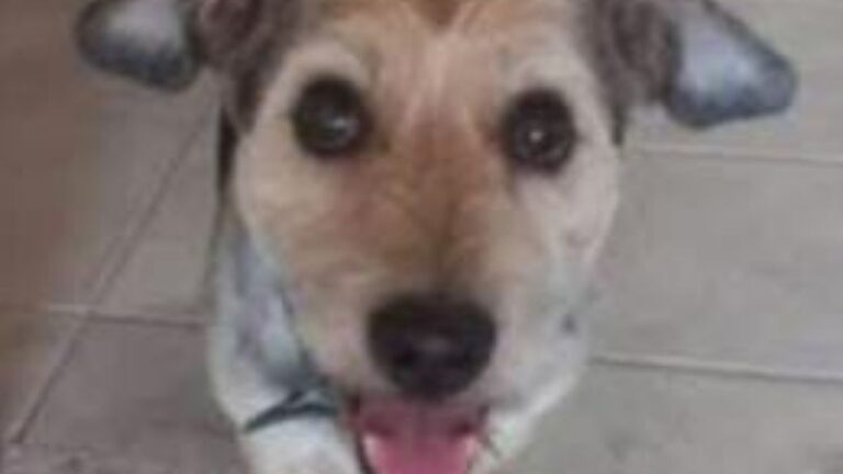 «Enano» se perdió en barrio Alto Comedero