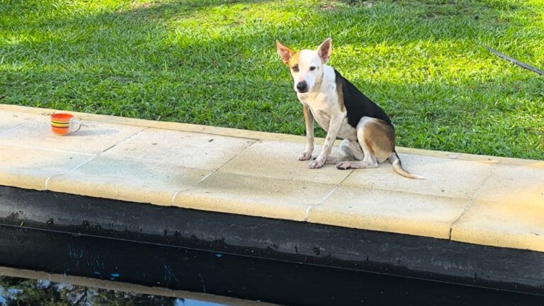 Encontraron a una perra en la zona de La Almona y buscan a su familia