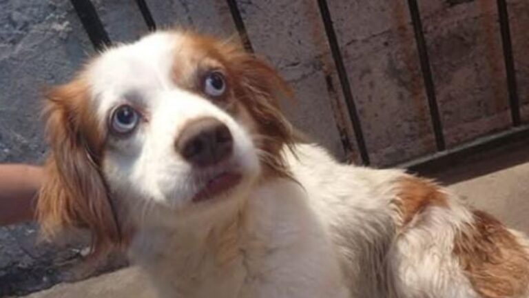 Barrio Alto Comedero: buscan a los dueños de una perra