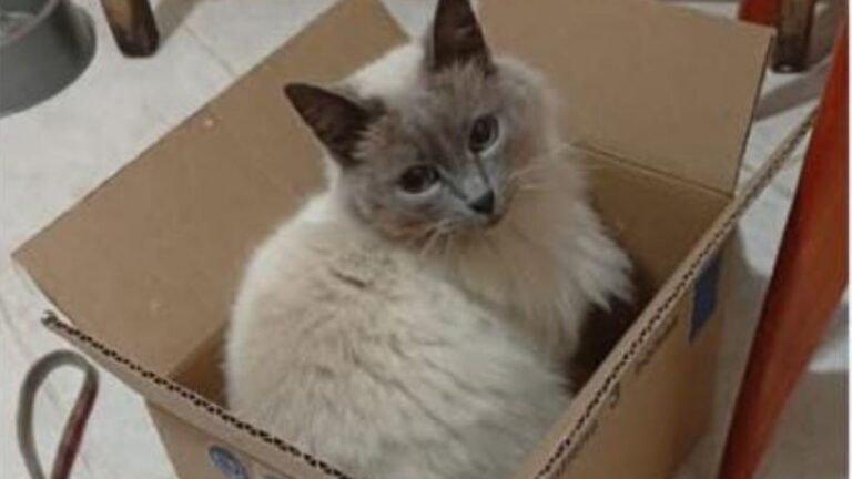 Barrio Coronel Arias: búsqueda desesperada por «Michi»