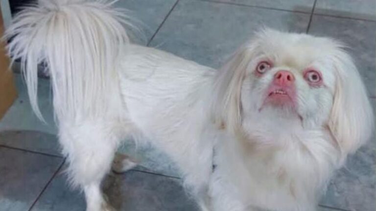 «Samu» se extravió en Alto Comedero