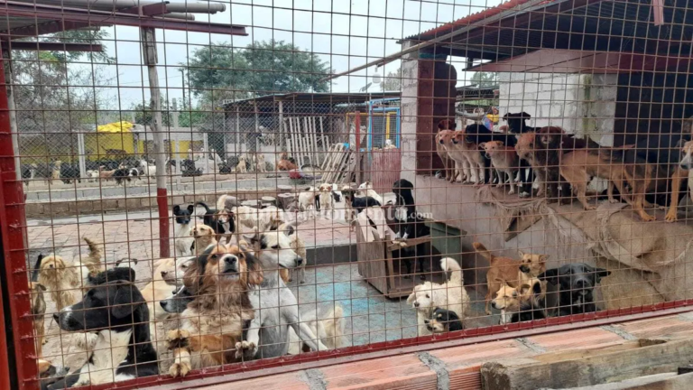 El Hogar San Roque necesita ayuda para alimento y veterinario