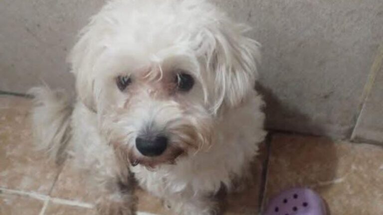 Urgente!: «Aibar» se perdió en el barrio Alto Comedero