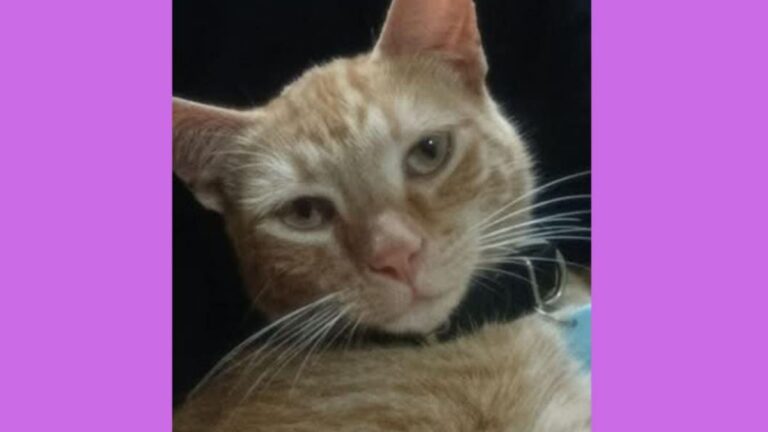 Ofrecen recompensa por «Uba»: se perdió en barrio Norte