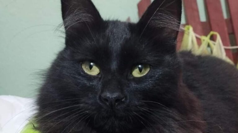 Buscan a Salem, se perdió en el barrio Huaico