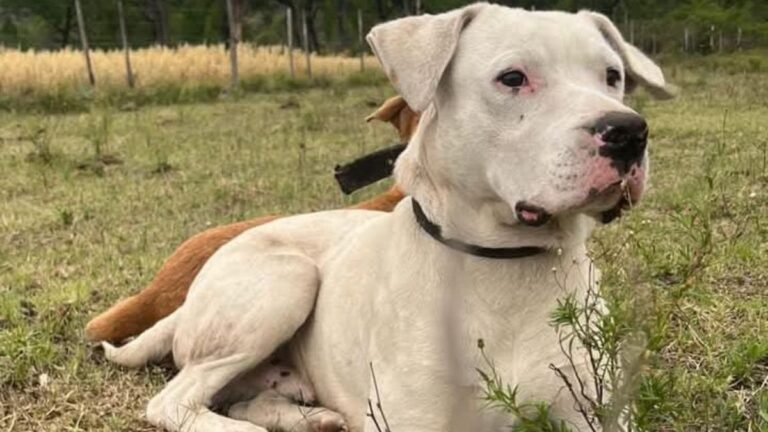 Barrio Alto Comedero: Urgente! Ofrecen recompensa por «Napoleón»